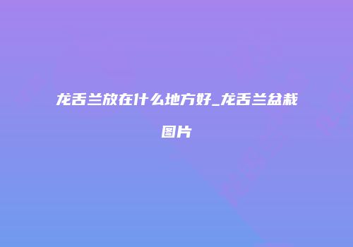 龙舌兰放在什么地方好_龙舌兰盆栽图片