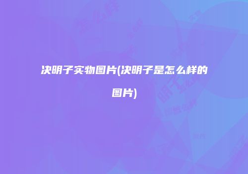 决明子实物图片(决明子是怎么样的图片)