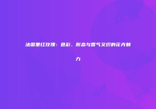 法国墨红玫瑰：色彩、形态与香气交织的花卉魅力