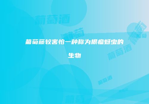 葡萄藤较害怕一种称为根瘤蚜虫的生物