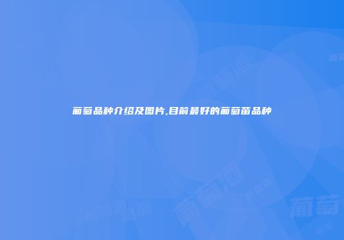 葡萄品种介绍及图片,目前最好的葡萄苗品种