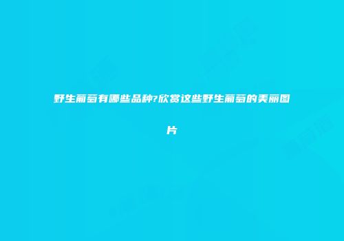 野生葡萄有哪些品种?欣赏这些野生葡萄的美丽图片
